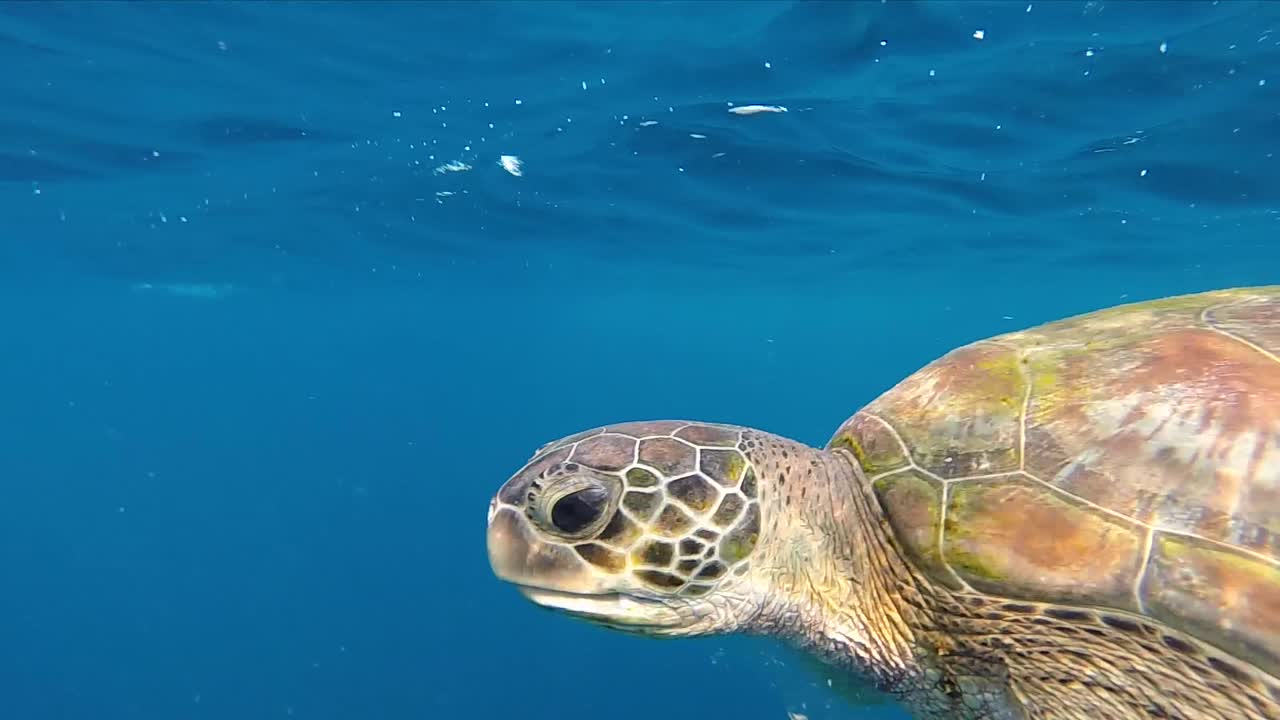 Turtle eating banana on the surface of crystal clear blue water in slow motion
