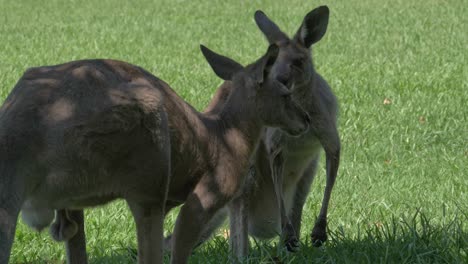 unpredictable australian eastern grey kangaroo chewing grass in natural environment