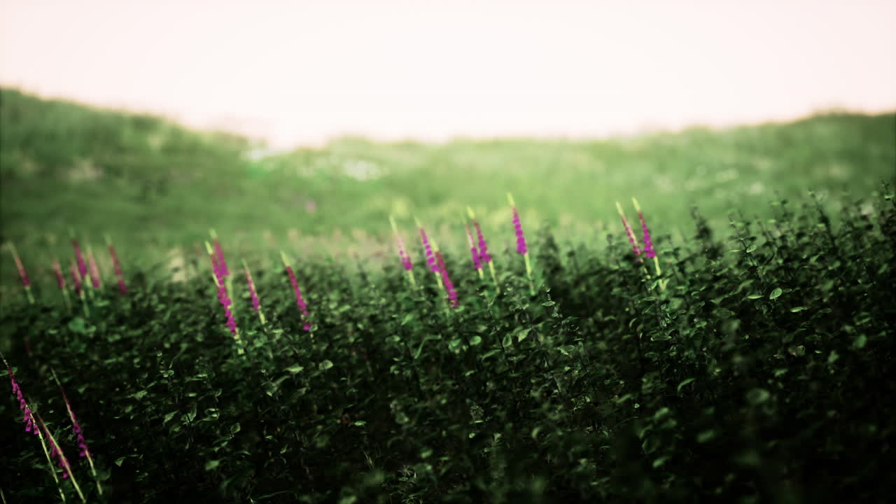 vista del paisaje de la hierba verde en la pendiente al amanecer