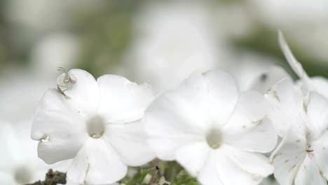 the crab spider hunting on the white flower