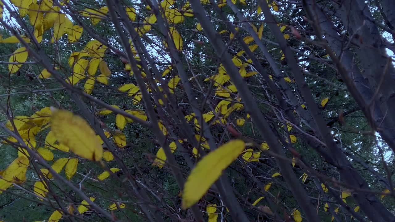 una toma en cámara lenta de un árbol con algunas hojas amarillas