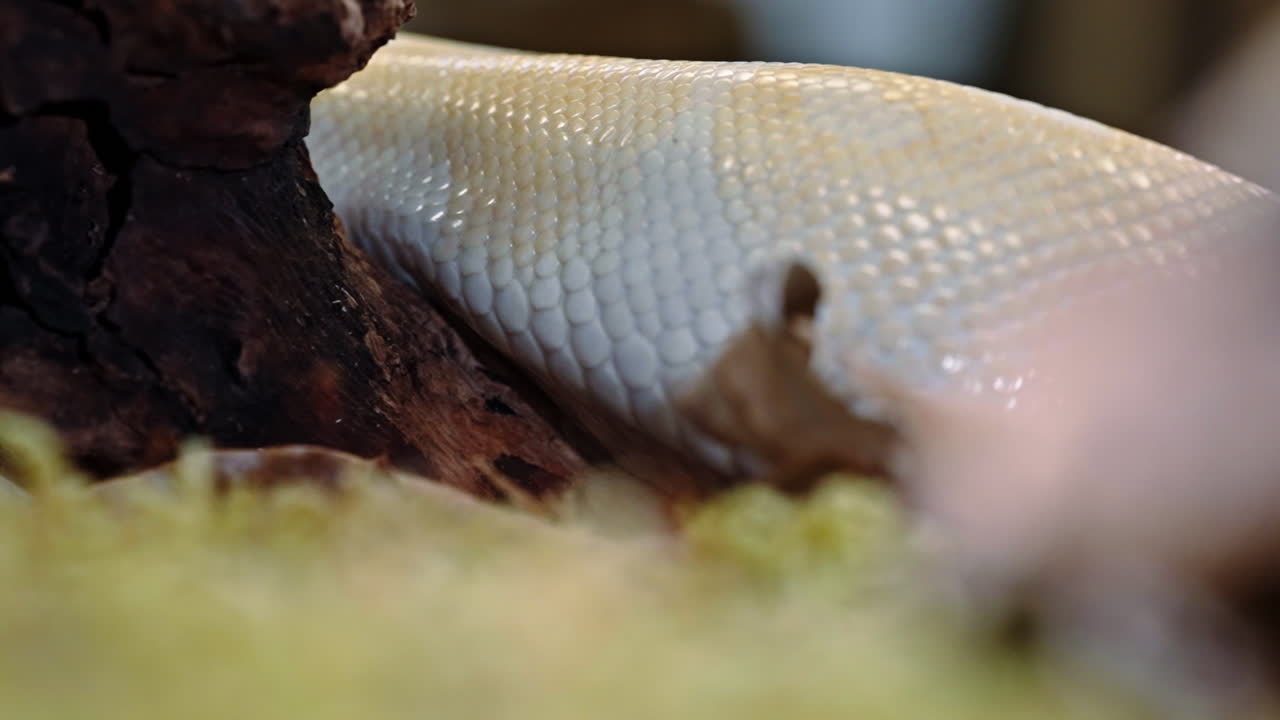 Snake slithering close to a piece of wood, highlighting the texture of its scales