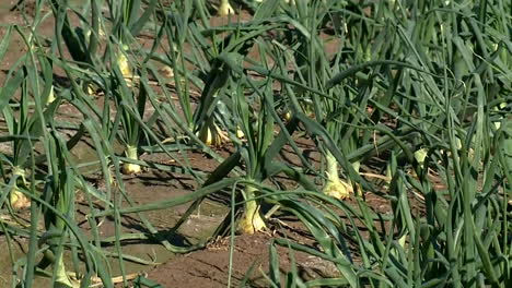 onion field