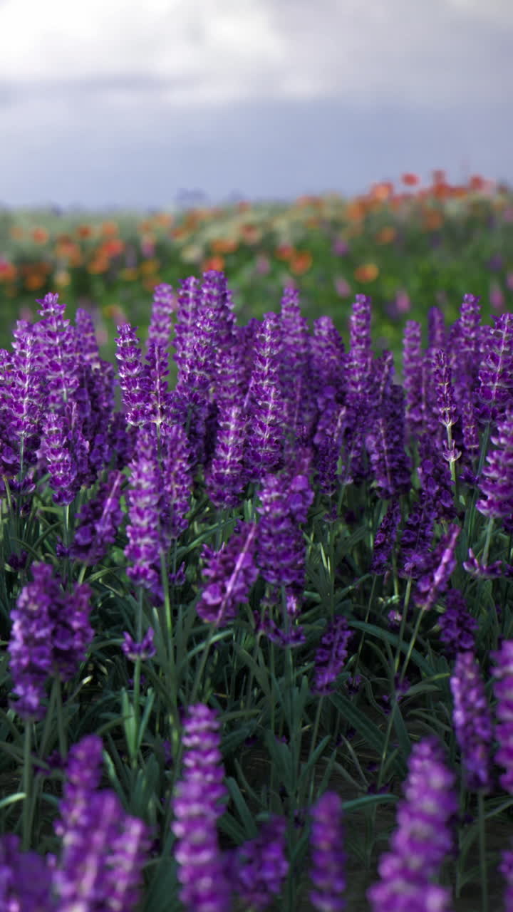 Fiori viola vivaci fioriscono in un giardino colorato sotto un cielo nuvoloso