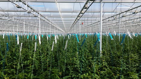 endless lines of tomato plants growing inside massive greenhouse, side view