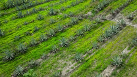 slow drone shot of espadin agave fields near oaxaca at a cloudy day