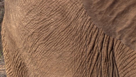 close view of elephant walking through frame in south african bushland