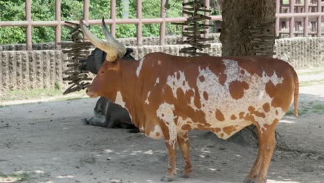 Ankole-Watusi-Kuh-Im-Zoo-Von-Seoul-Grand-Park