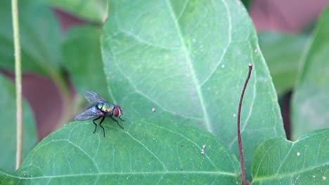 close shot of a fly on a green leaf