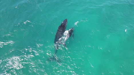 toma aérea de ojo de pájaro de ballena jorobada y buceo recién nacido en un océano claro al sol - toma de seguimiento de megaptera novaeangliae en exmouth, australia