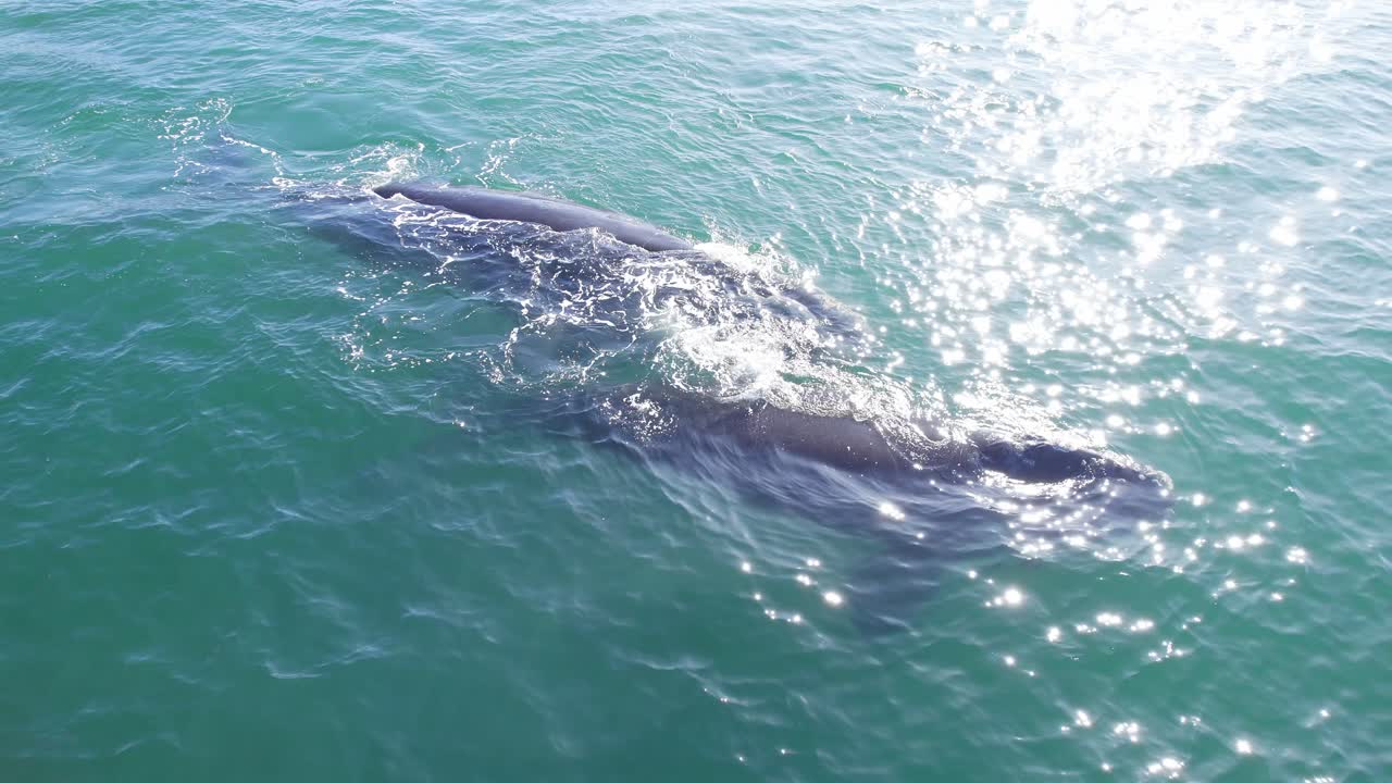두 마리의 남쪽 오른쪽 고래가 넓은 바다에서 헤엄치고  ⁇ 어내는 원형  ⁇ 백  ⁇