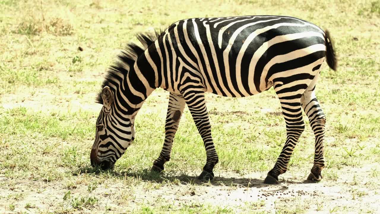 A contented and well-fed zebra can't stop nibbling grass in the African savannah