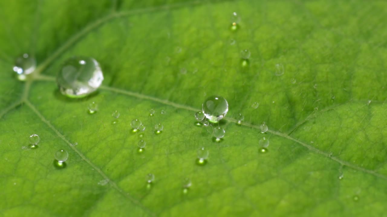 Green leaf texture close up view, water drops fall in slow motion, macro view