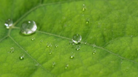green leaf texture close up view, water drops fall in slow motion, macro view
