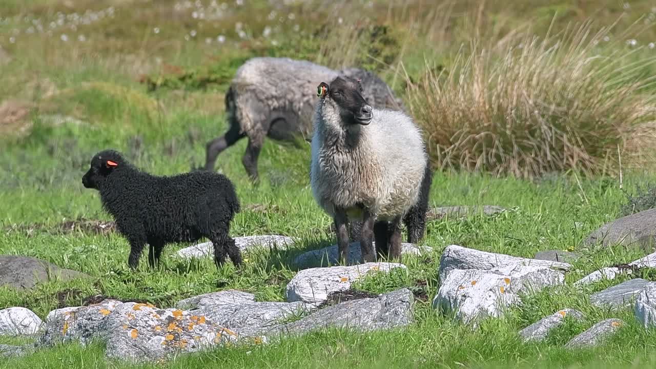 Black baby lambs with mother Sheep