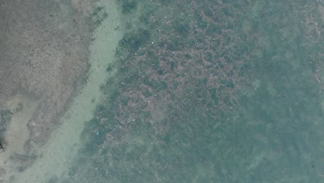 High-altitude-top-down-descending-drone-shot-of-polluted-water-filled-with-trash-floating-over-dead-coral-reef-in-the-turqouise-tropical-water-of-Bali-Indonesia