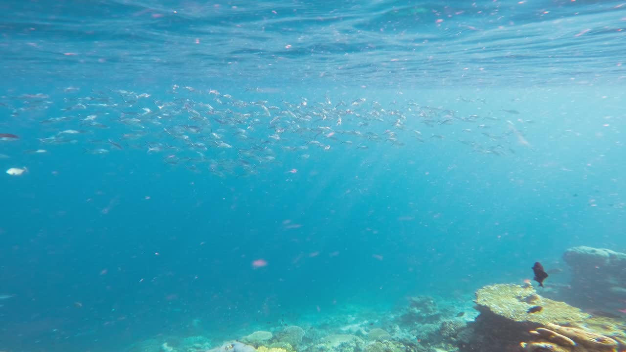 인도네시아 라자암파트 (raja ampat) 의 은 물속에서 우아하게 헤엄치는 큰 물고기 무리를 담은 수중 사진