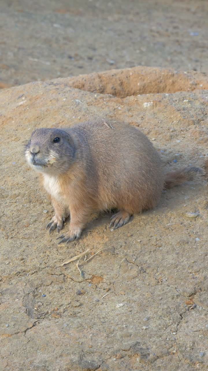 Prairie Dog Sitting on Sandy Ground and Looking Around