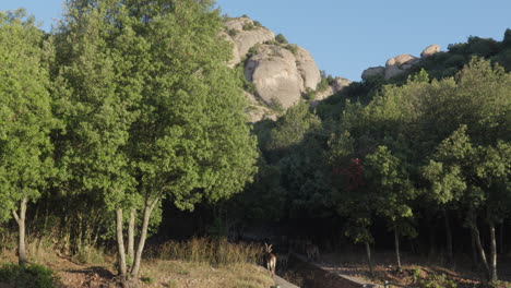 Mountain-Goat-Jumps-Across-Ravine-As-Pack-Roams-Through-Forest-on-a-Sunny-Day