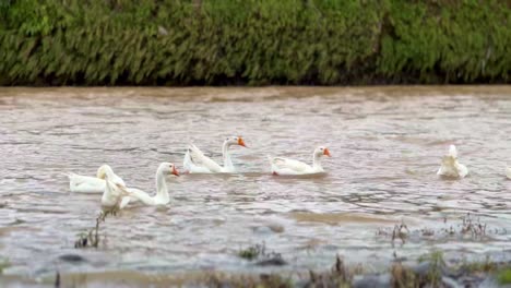 cisnes blancos nadando en el río