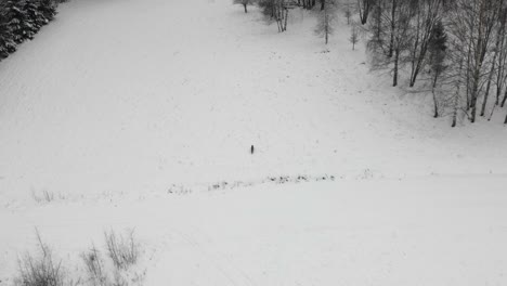 Drone view of a fox running over a snow covered field in winter. Wildlife animals in winter. Countryside landscape.