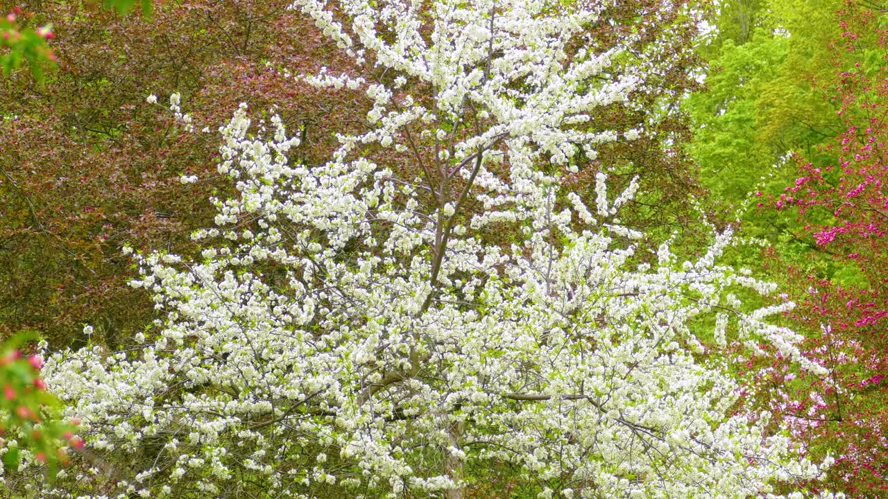 Beautiful white blossoms on a tree in a forestry park at Ottawa, Ontario, Canada.
