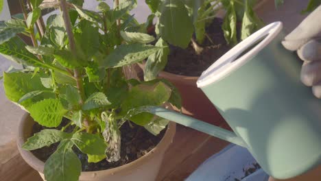 watering potted plants on a balcony