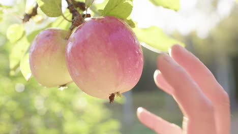 Closeup-view-of-caucasian-hand-picking-two-hanging-apples-backlit-by-sun