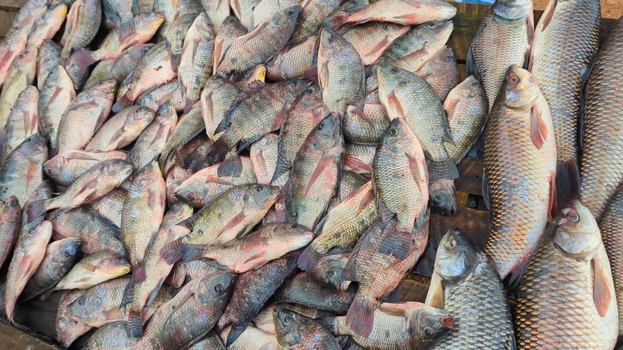 Freshwater carp and tilapia fish for sale at market stall in rural countryside of Sri Lanka