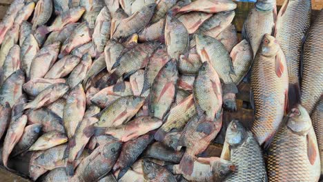 freshwater carp and tilapia fish for sale at market stall in rural countryside of sri lanka