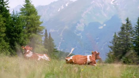 Kühe-Liegen-Im-Gras-Auf-Den-Alpenbergen,-Tolle-Landschaft