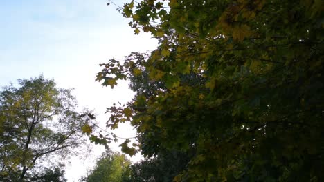 Tall-Oak-trees-in-the-Balchik-Palace-gardens-in-Bulgaria