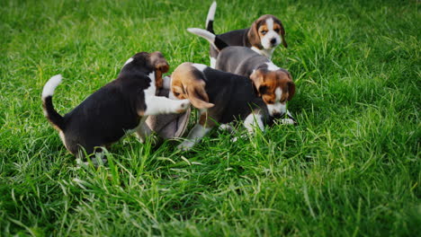 varios cachorros traviesos roen las zapatillas del dueño en el césped, luchan por las zapatillas, se llevan entre sí