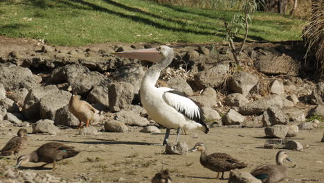 pelícano y otras aves variadas esperando ser alimentadas