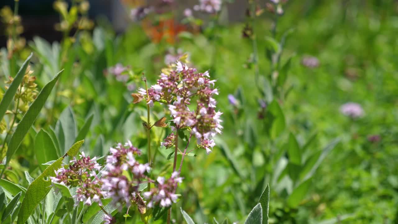 las flores de salvia ondean en la brisa mientras las abejas y los insectos visitan