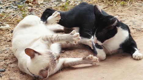 two cats play fighting like kung fu fighters and having a staring contest with each other in slow motion