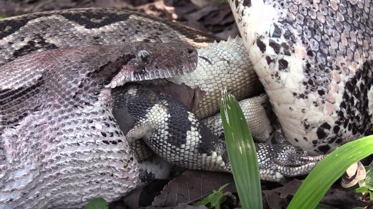 Extreme close up of a python eating an iguana whole 3
