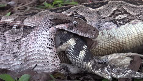 Extreme-Nahaufnahme-Einer-Python,-Die-Einen-Ganzen-Leguan-Isst-3