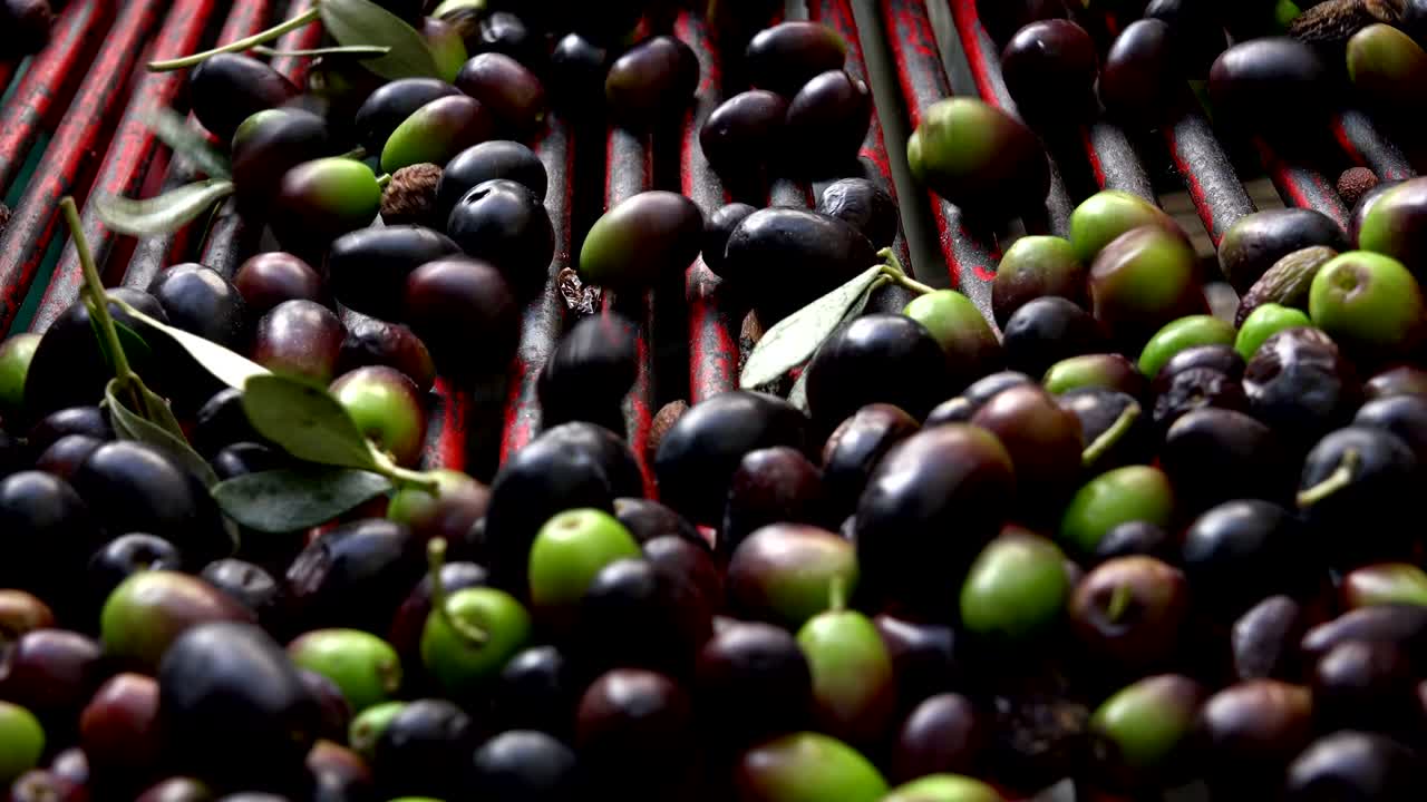 올리브 오일을 생산하기 위해 올리브를 선택하는 농부: 스트라 버진 오일 생산