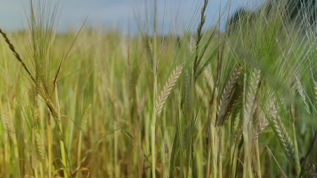 초록색 곡물 줄기와 아침 이슬이 있는 곡물  ⁇  큰 작물  ⁇