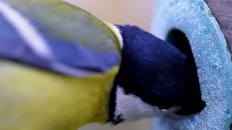 hd super slow motion cinematic macro shot of a bird flying to a bird feeder and eating seeds