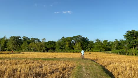 Joven-Aldeano-Montando-Bicicleta-En-Camino-Rural-A-Través-De-Arrozales,-Vista-Trasera