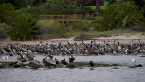 Slowmo:-Große-Gruppe-Braunpelikane-Am-Ufer