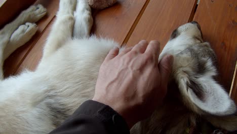 petting a sleeping timber wolf pup on the porch