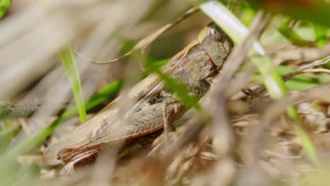 close up shot of camouflages grasshopper locust between plants and grass in sunlight