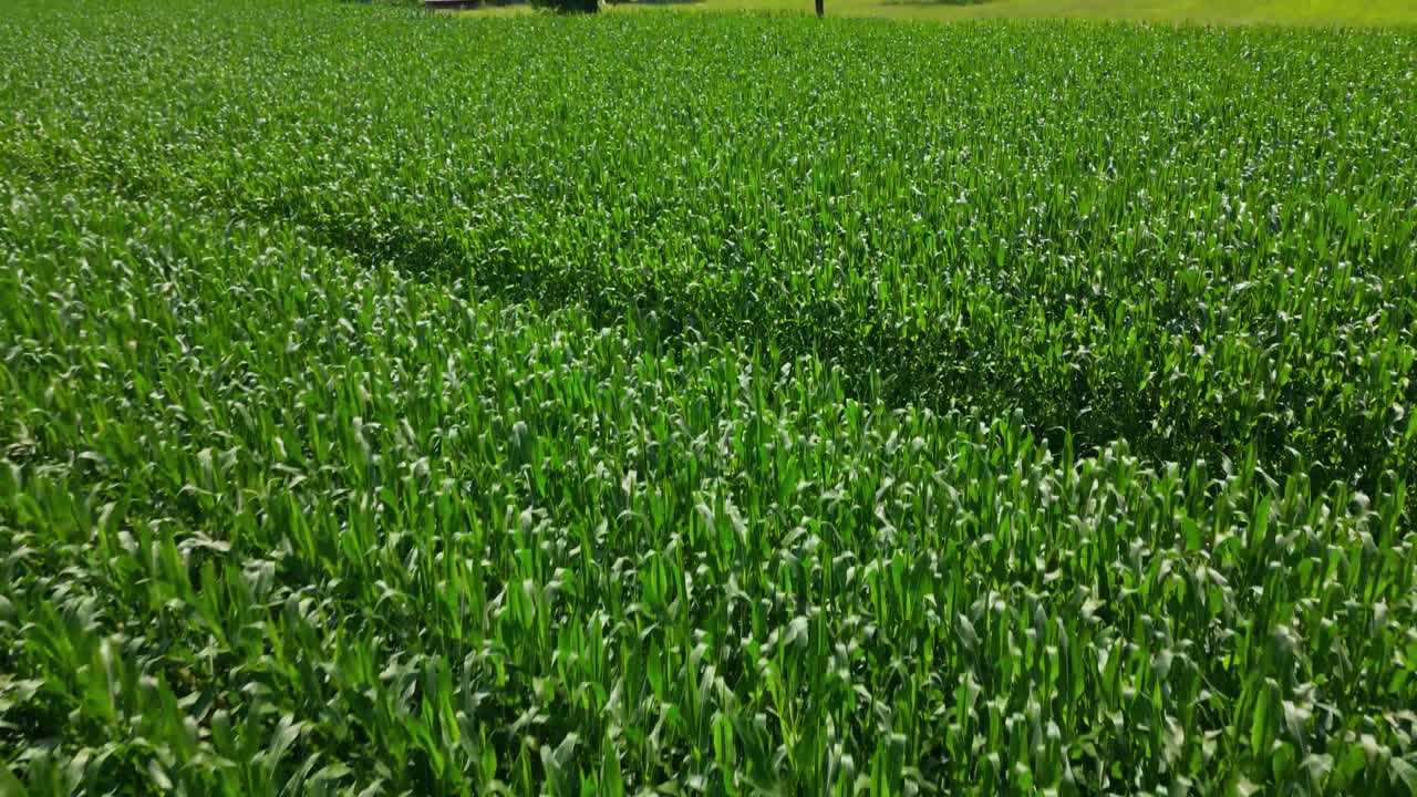 Vast Green Crop Field
