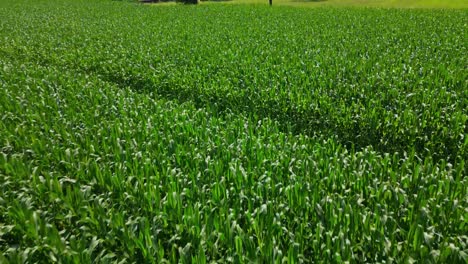 vast green crop field
