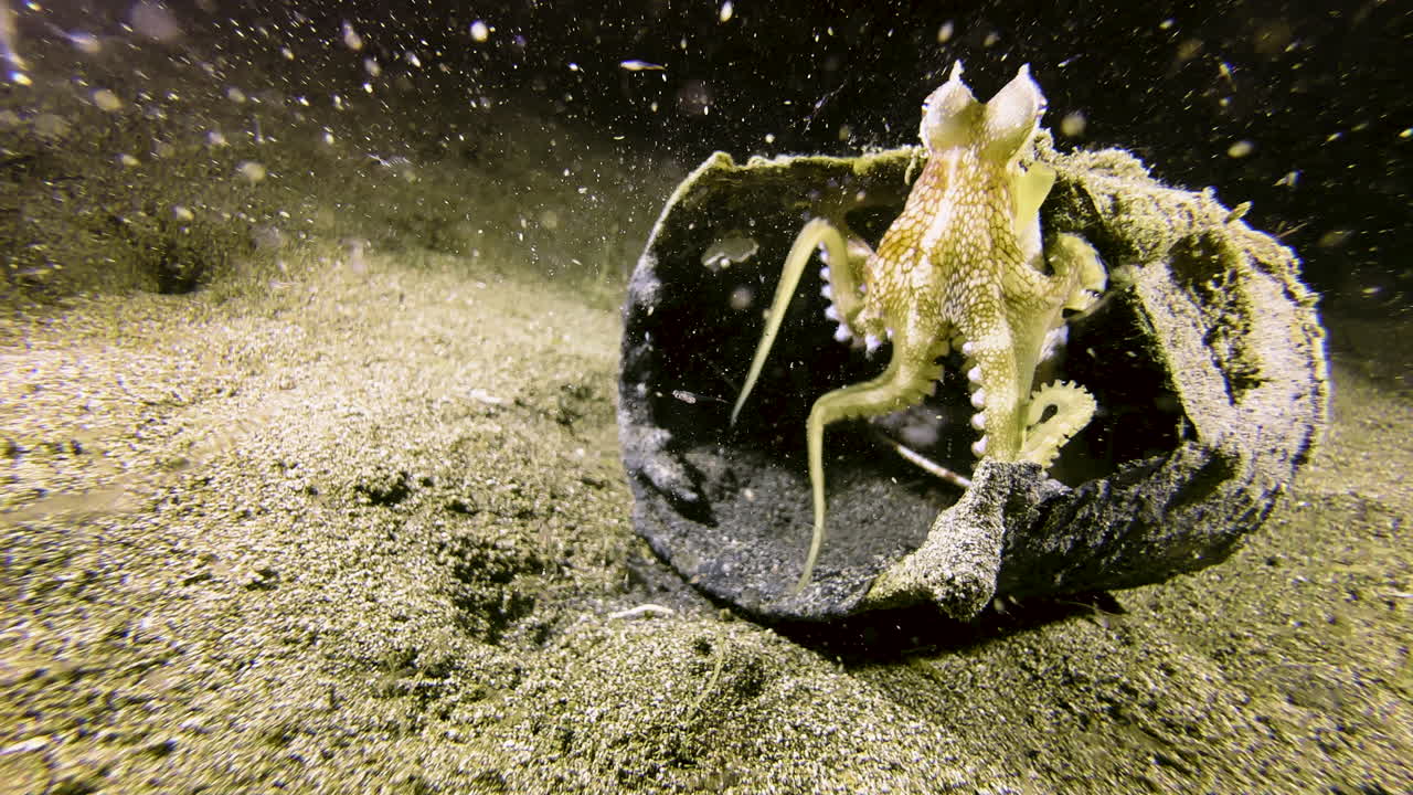 A coconut octopus sits on a broken tin can on the sandy seabed. It's night, and the water is full of plankton. The small octopus retreats into the can, using a clam shell for cover