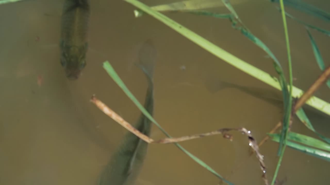 un lote de carpa de pescado en el lago en busca de comida 1