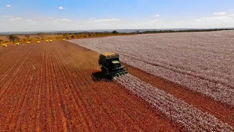 tractor harvesting agriculture field of white cotton plants